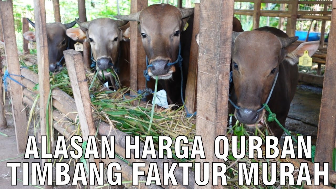 
                                 Harga-Timbang-Sapi-Faktur-Lebih-Murah-Dari-Real